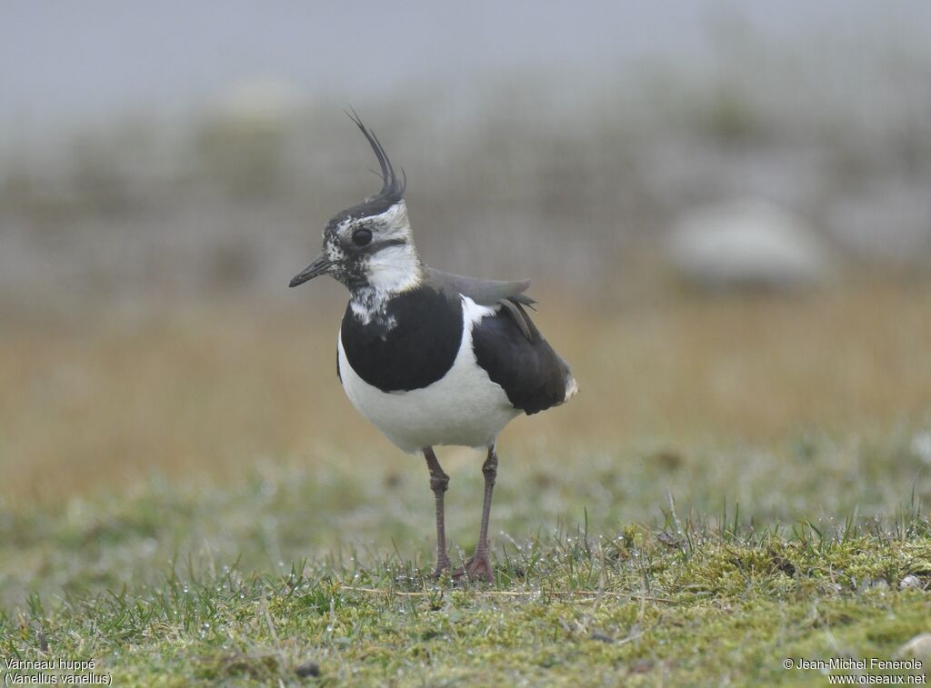 Northern Lapwing