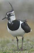 Northern Lapwing