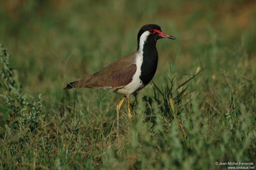 Red-wattled Lapwing