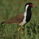 Vanneau indien