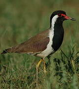 Red-wattled Lapwing