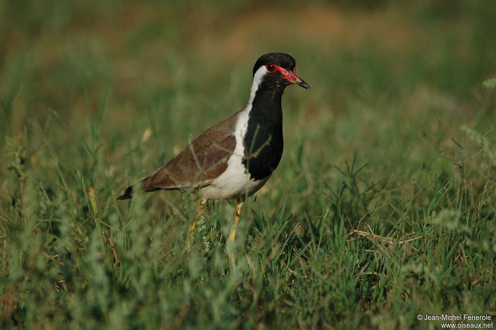 Red-wattled Lapwing