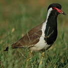 Vanneau indien