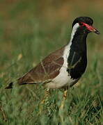 Red-wattled Lapwing