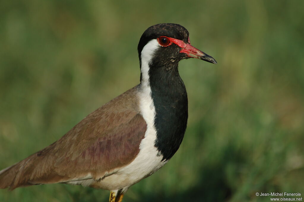 Red-wattled Lapwing