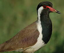 Red-wattled Lapwing