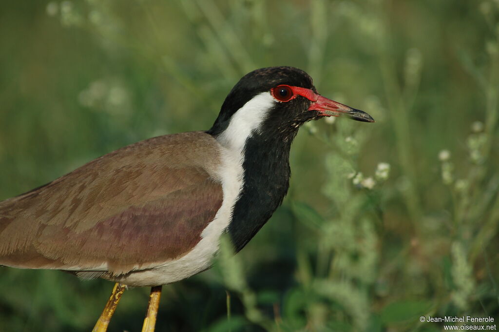 Red-wattled Lapwing