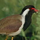 Vanneau indien