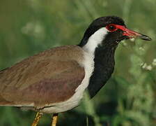 Red-wattled Lapwing