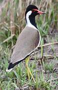 Red-wattled Lapwing