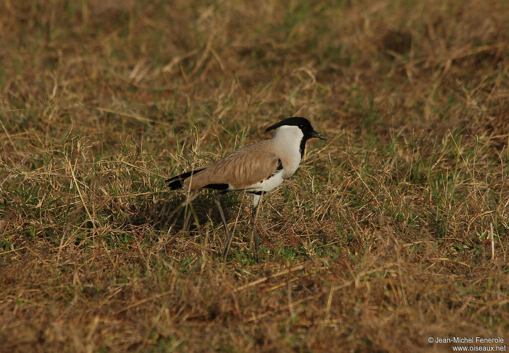 River Lapwing