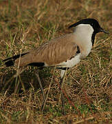 River Lapwing