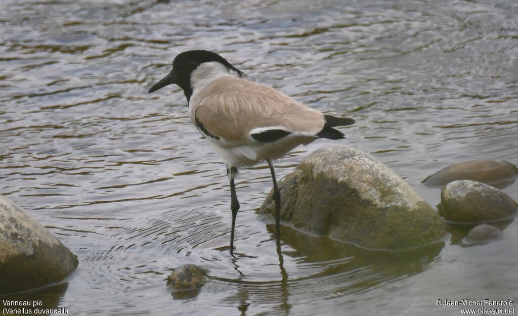 River Lapwing