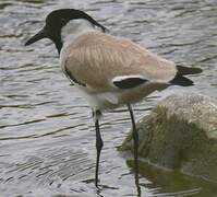 River Lapwing