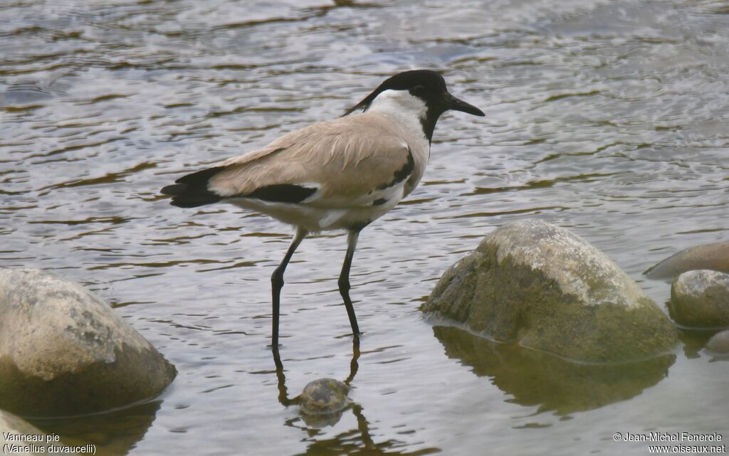 River Lapwing