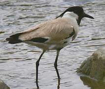 River Lapwing