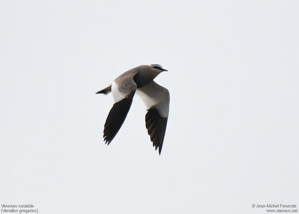 Sociable Lapwing