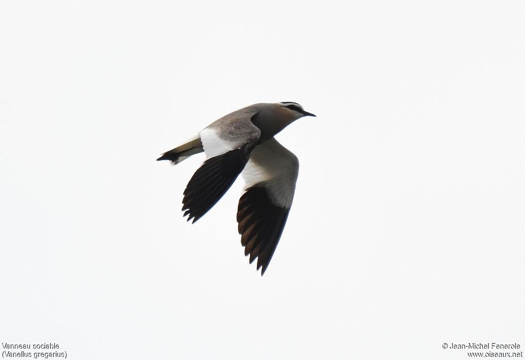 Sociable Lapwing