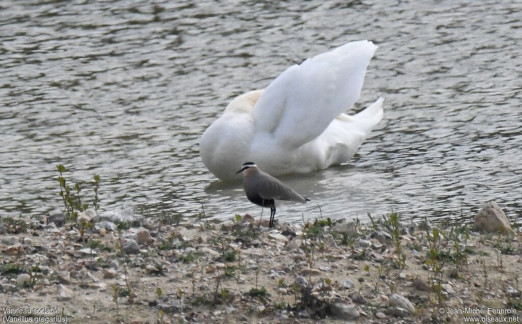 Sociable Lapwing