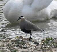 Sociable Lapwing