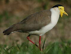 Masked Lapwing