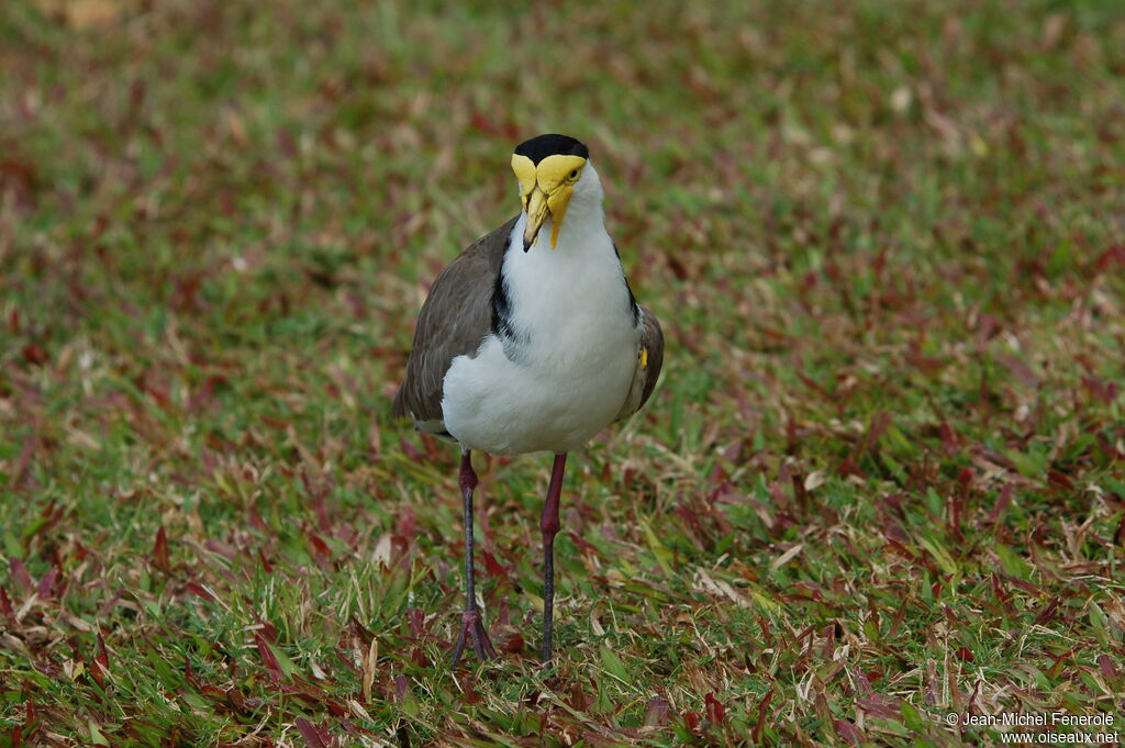 Masked Lapwing