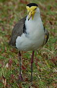 Masked Lapwing