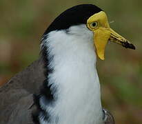 Masked Lapwing