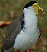 Masked Lapwing