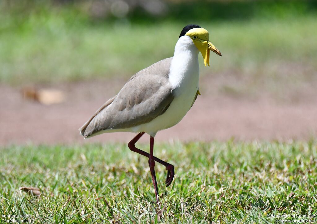 Masked Lapwing