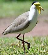 Masked Lapwing