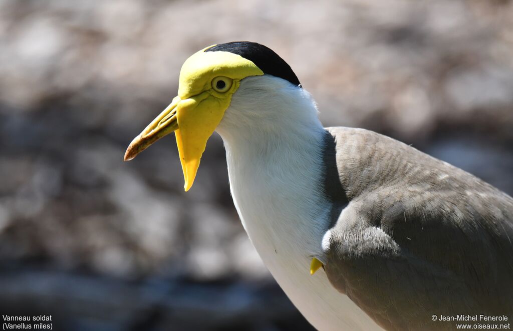 Masked Lapwing