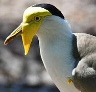 Masked Lapwing