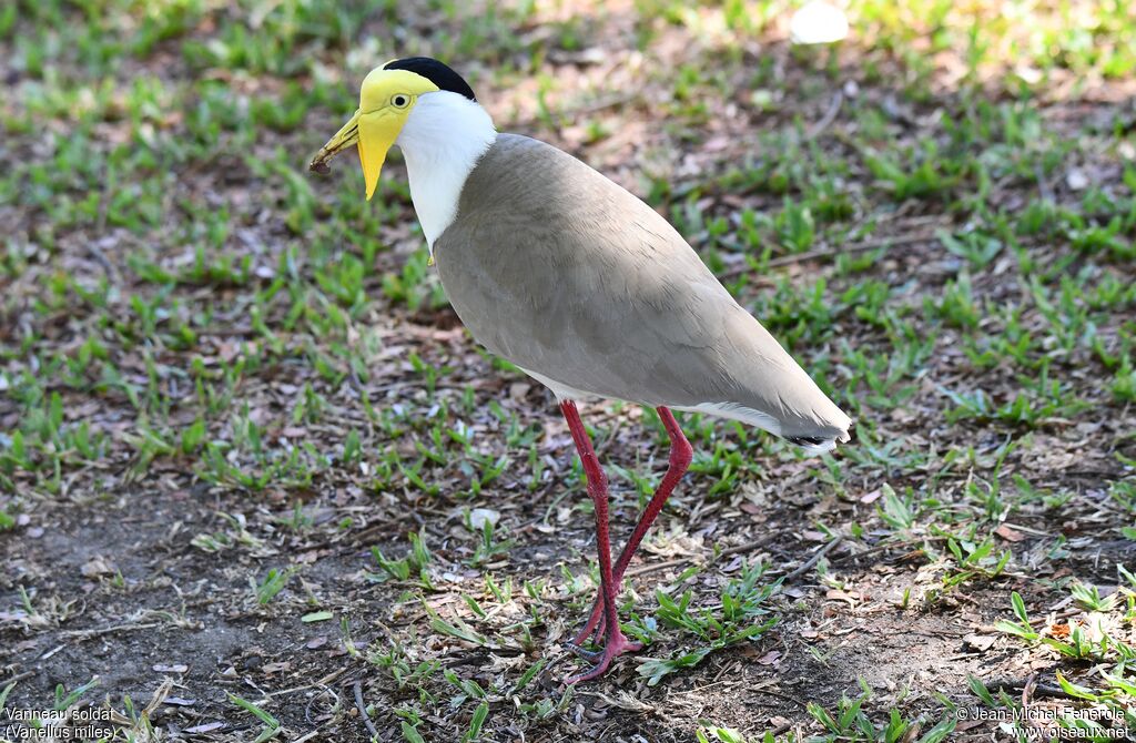 Masked Lapwing