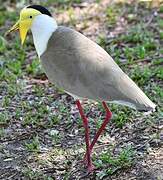 Masked Lapwing