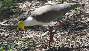 Masked Lapwing