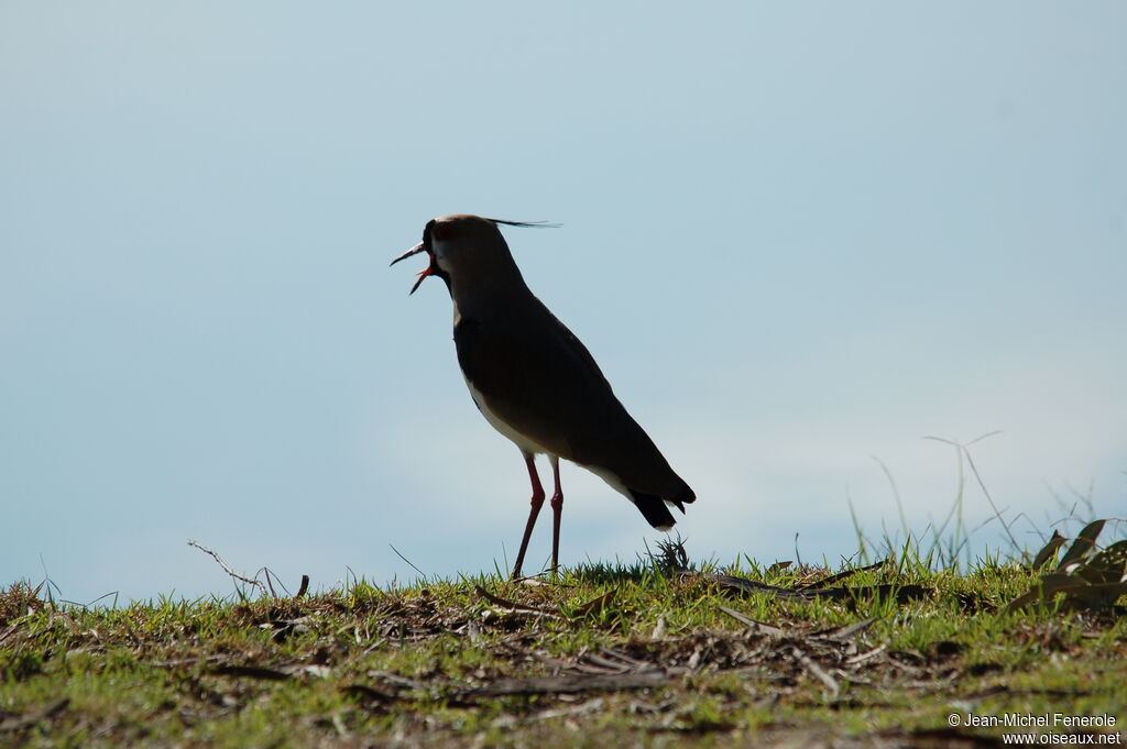 Southern Lapwing