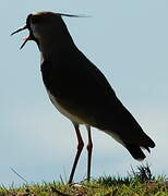 Southern Lapwing