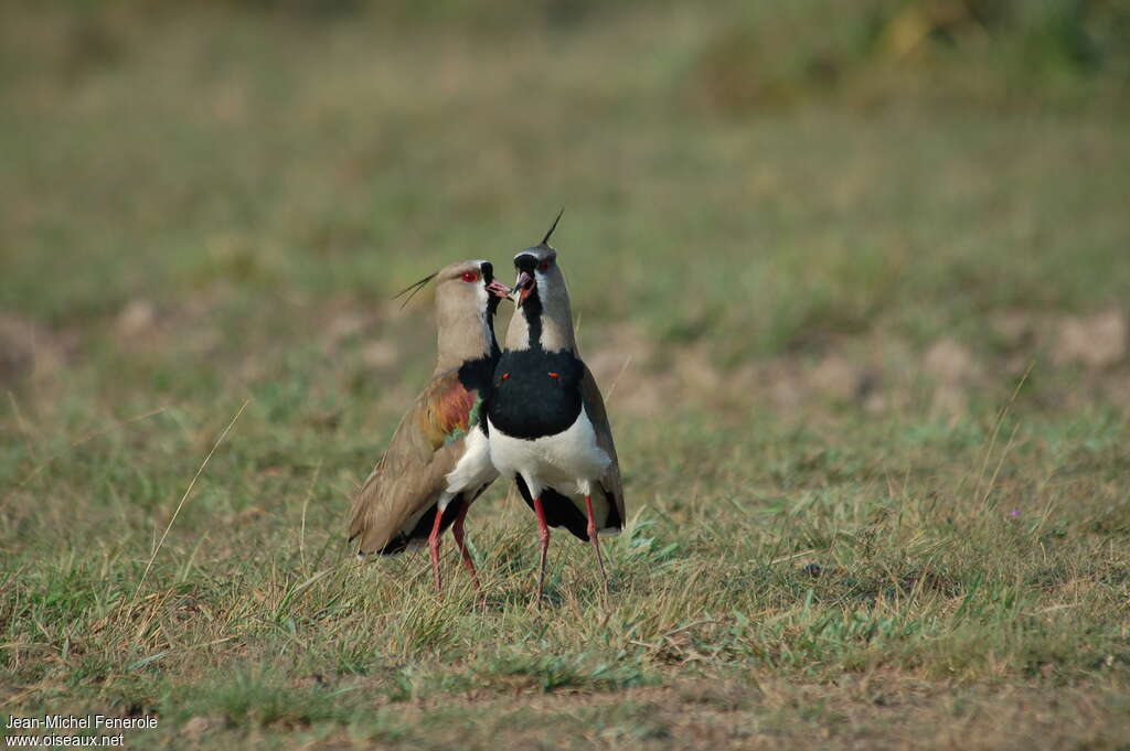 Southern Lapwingadult, Reproduction-nesting