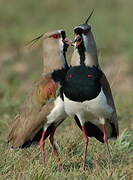 Southern Lapwing