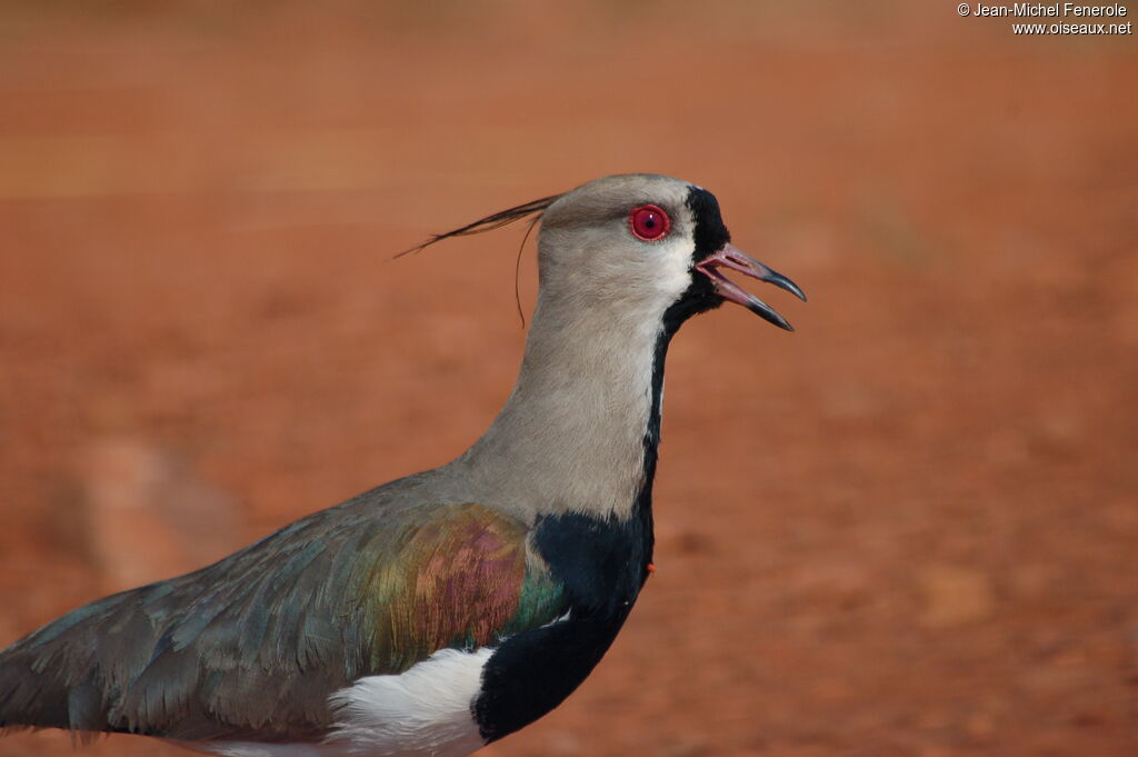 Southern Lapwing