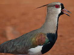 Southern Lapwing