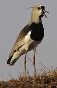 Southern Lapwing