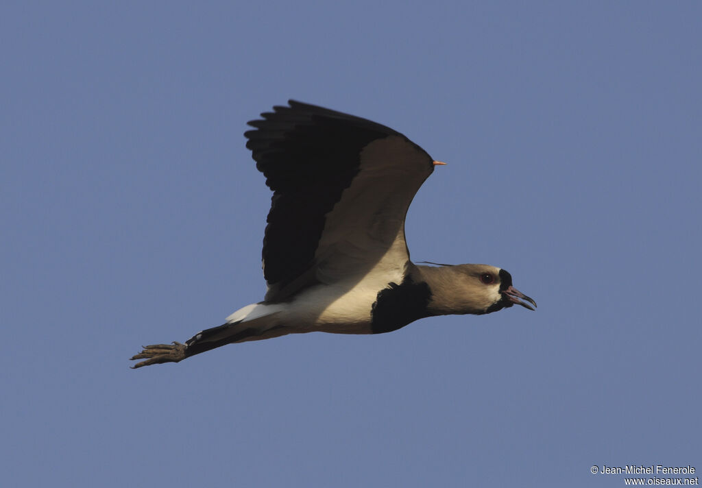 Southern Lapwing