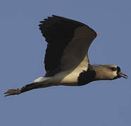 Southern Lapwing