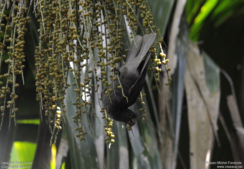 Seychelles Black Parrot