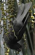 Seychelles Black Parrot