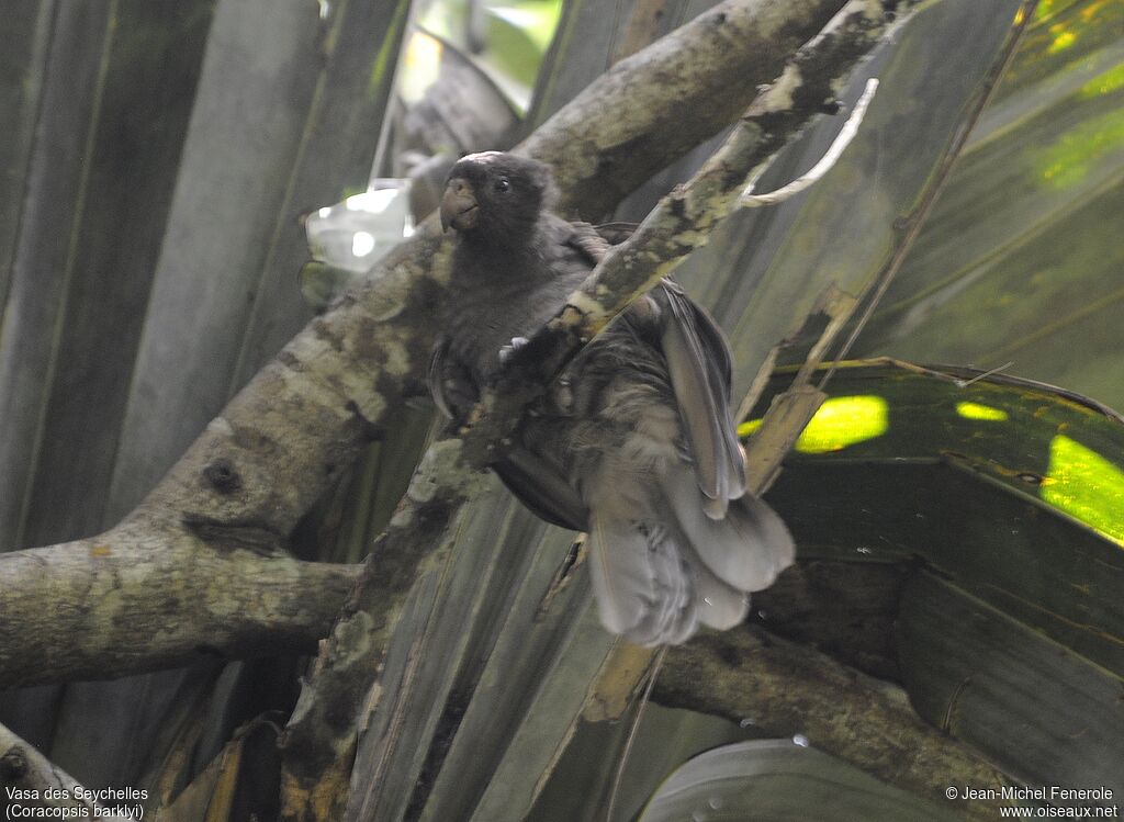 Seychelles Black Parrot