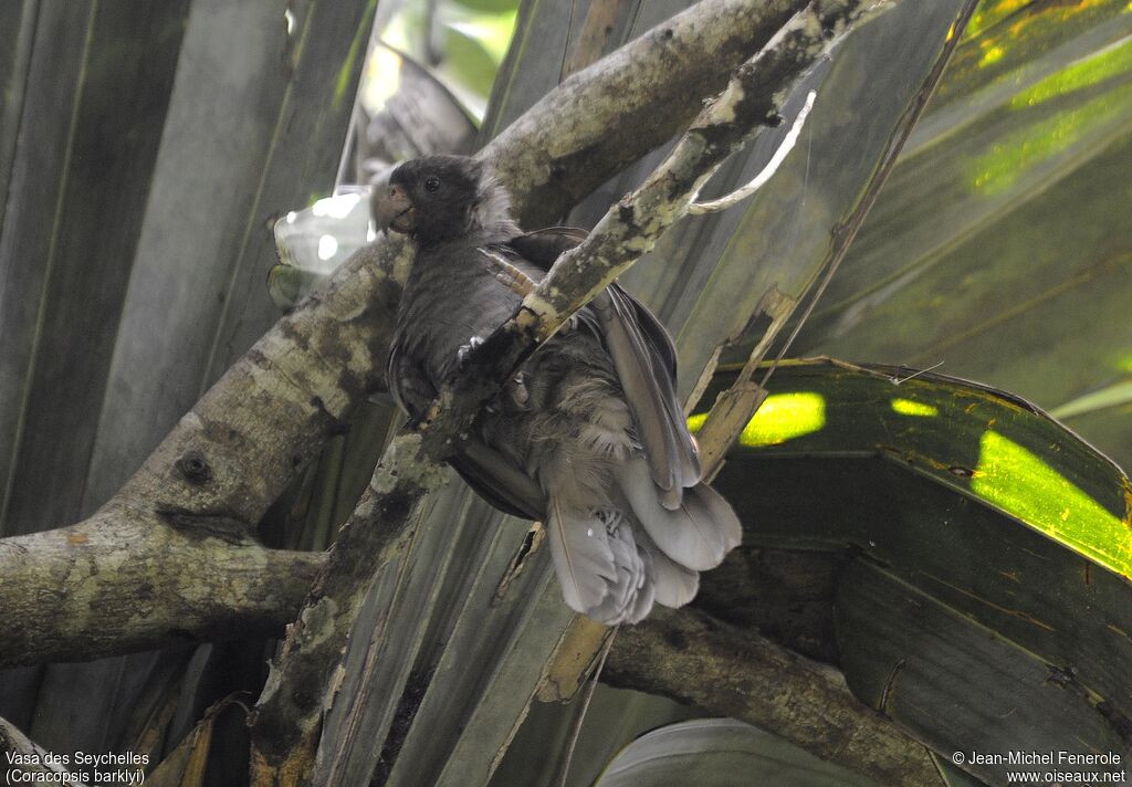 Seychelles Black Parrot