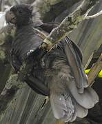 Seychelles Black Parrot